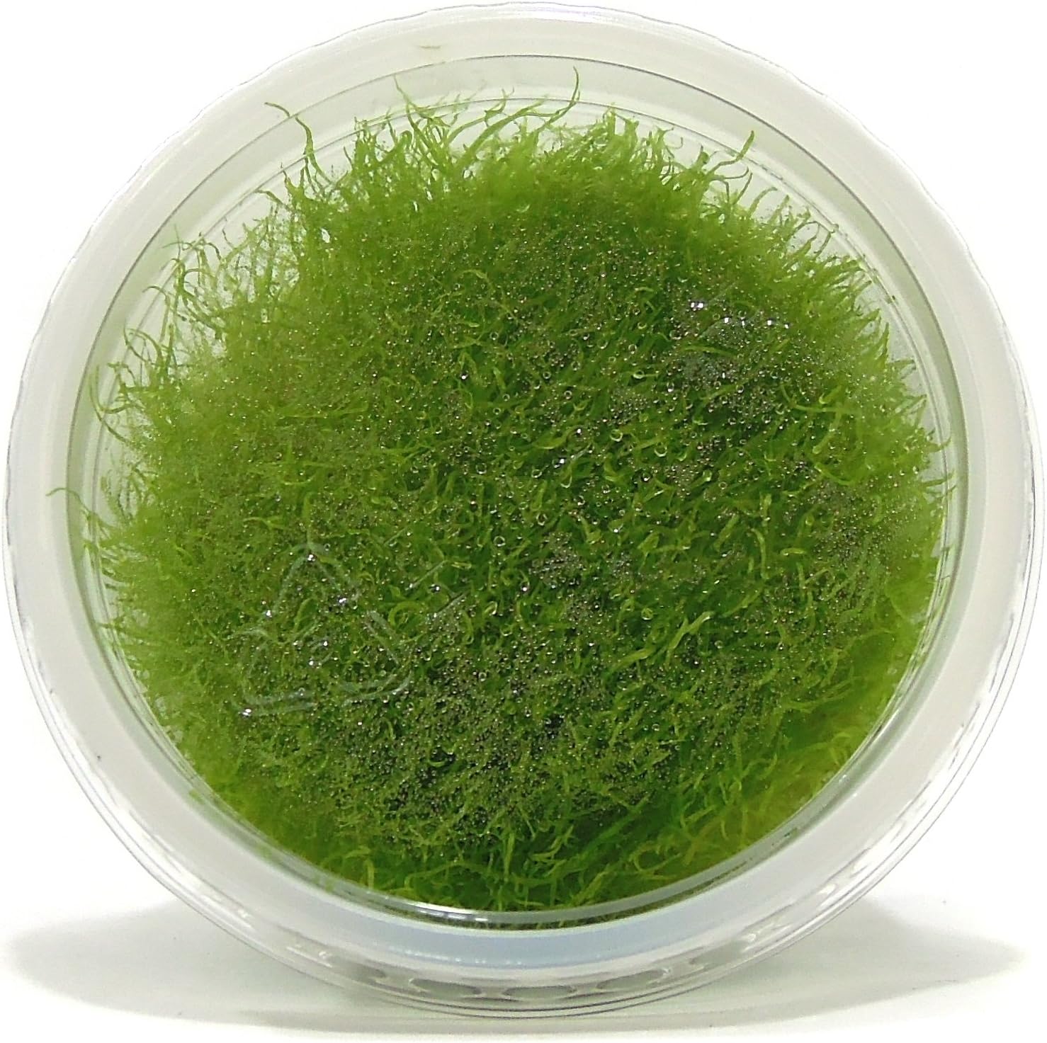 in Vitro Tissue Culture ubstrateSource Utricularia graminifolia Live ... - 81k9ofQX4vL. AC SL1500 