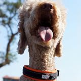 Black Rhino Heavy-Duty Dog Collar Reflective Neoprene Padded Medium Orange/Black view 4