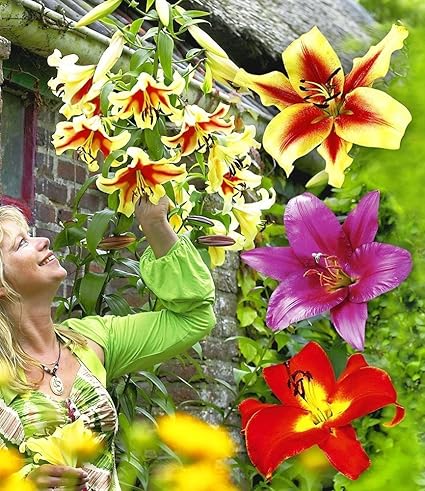 MyRedRose Tree-Lilies®-Kollektion, Baumlilien Mischung, 6 Stück Lilium