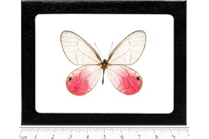 BicBugs Cithaerias merolina Real Framed Butterfly Pink Clear Wing Peru