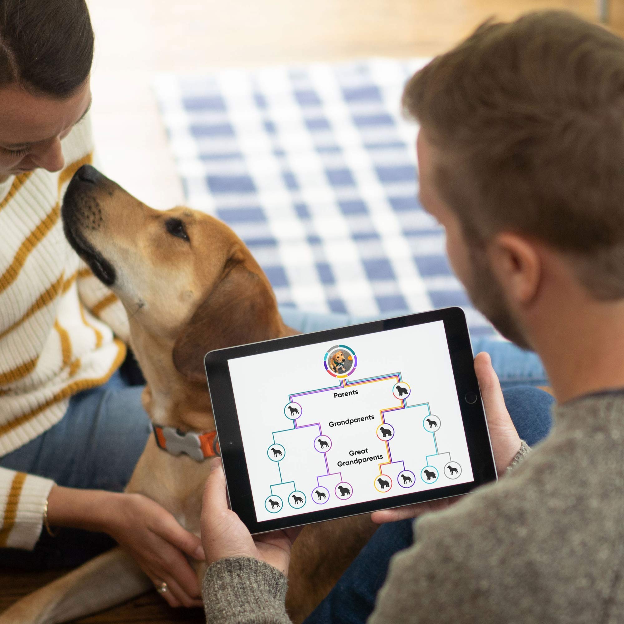 Embark Breed Identification Kit Most Accurate Dog DNA Test Test 350