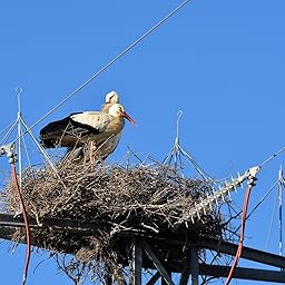 Neewer NW-870DC2 320ft Pantalla LCD Disparador Temporizador ...