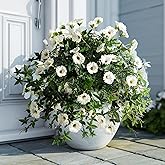 ENALGRE Artificial Flowers Artificial Petunias for Outdoors 2PCS Artificial Hanging Plants Outdoors Silk Flowers with Stems Outdoor Flowers Uv Resistant for Porch DecorTerrace Decor(White)Without Pot