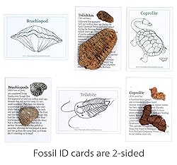 DANCING BEAR Fossil Collection Kit (12 pc Set) Real