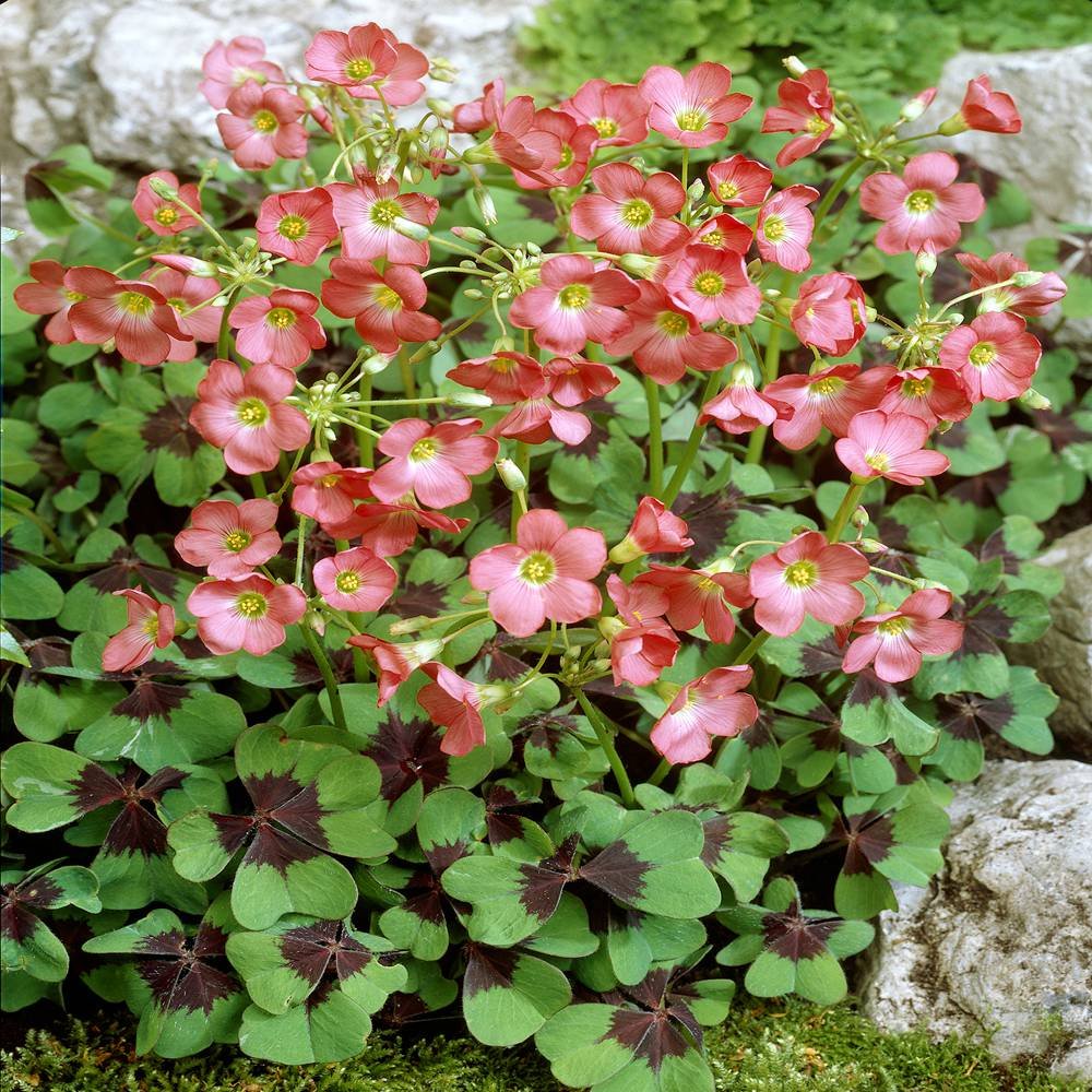 Luck Clover Oxalis Iron Cross 60 Flower Bulbs Amazon.co.uk Garden