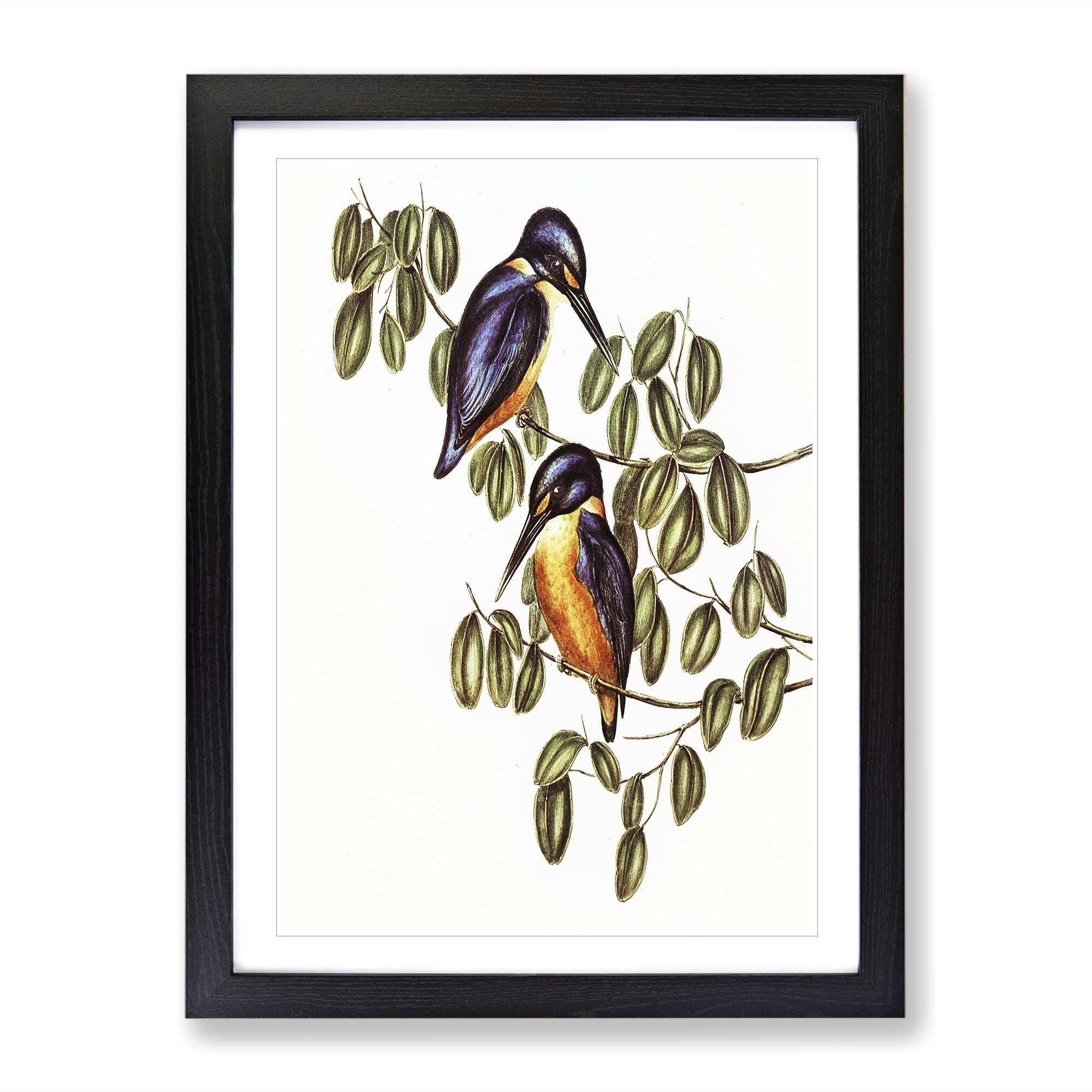 Azure Kingfishers By Elizabeth Gould Vintage Framed Wall Art Print, Ready to Hang Picture for Living Room Bedroom Home Office Décor, Black A4 (34 x 25 cm)