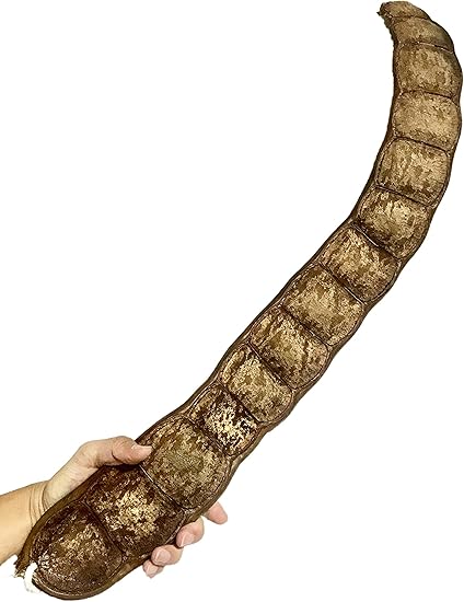 Amazon モダマ 巨大豆シェーカー Entada Big Bean Shaker シェイカー 楽器