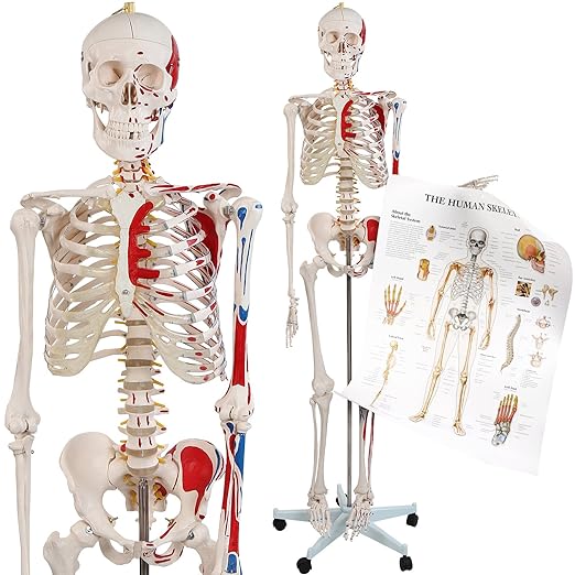 Buy Ecomi Stock Aulad Org