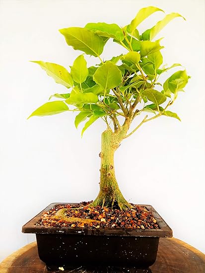 Káº¿t quáº£ hÃ¬nh áº£nh cho ficus religiosa bonsai