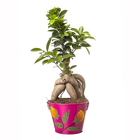 Exotic Green Indoor Plant Grafted Ficus 4 Year Old Bonsai in Pink Metal Pot