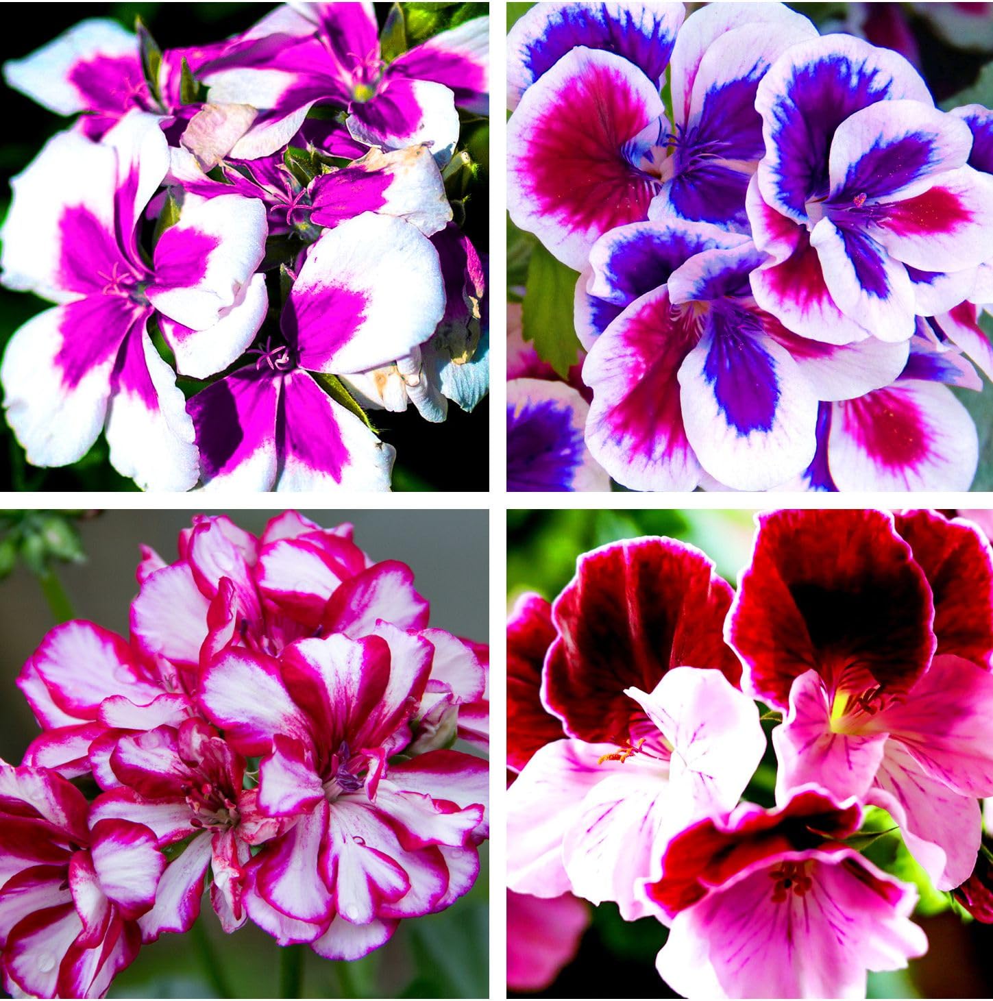 25 Pcs Premium Geranium Seeds - Blue Purple White