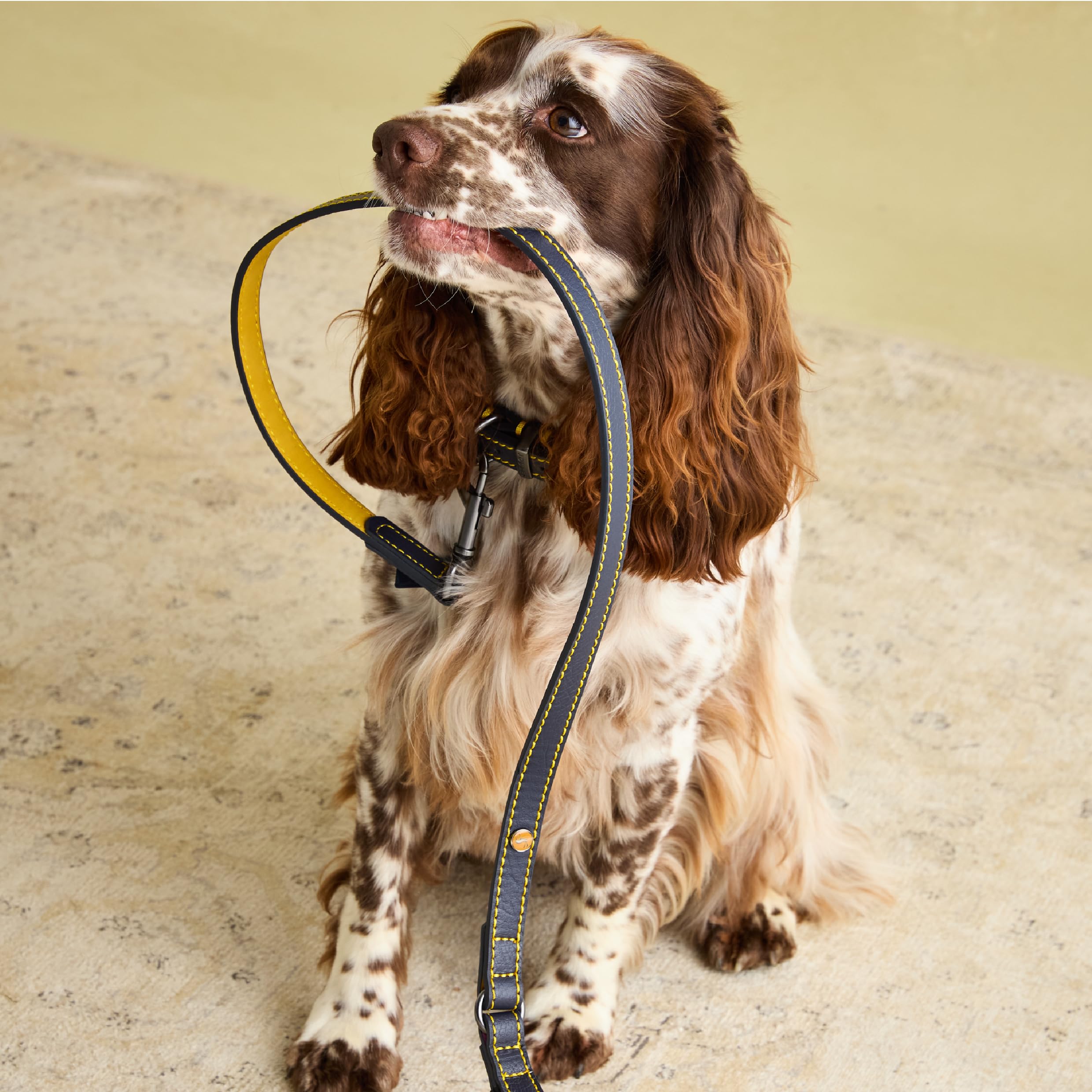 Joules Leather Dog Collar Lead, Navy, One Size