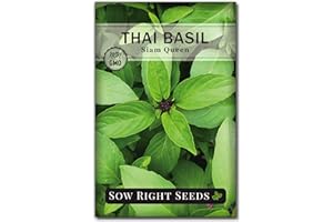 Sow Right Seeds - Sweet Large Leaf Thai Basil Seed for Planting - Non-GMO Heirloom Packet with Instructions to Plant a Kitchen Herb Garden - Indoors or Outdoor - Great for Hydroponic Growing (1)