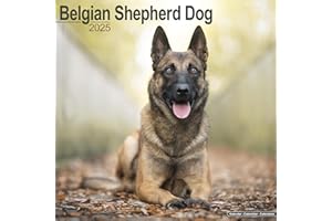 Belgian Shepherd Dog Calendar 2025 | Square Dog Breed Wall Calendar - 16 Month