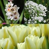 GreenBrokers Colour Collection Spring Flower Bulbs White 50 Pack view 3
