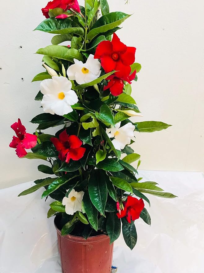 Live Mandevilla Plant Trellis Mixed Red Giant and White Giant 3 Gallon Pot