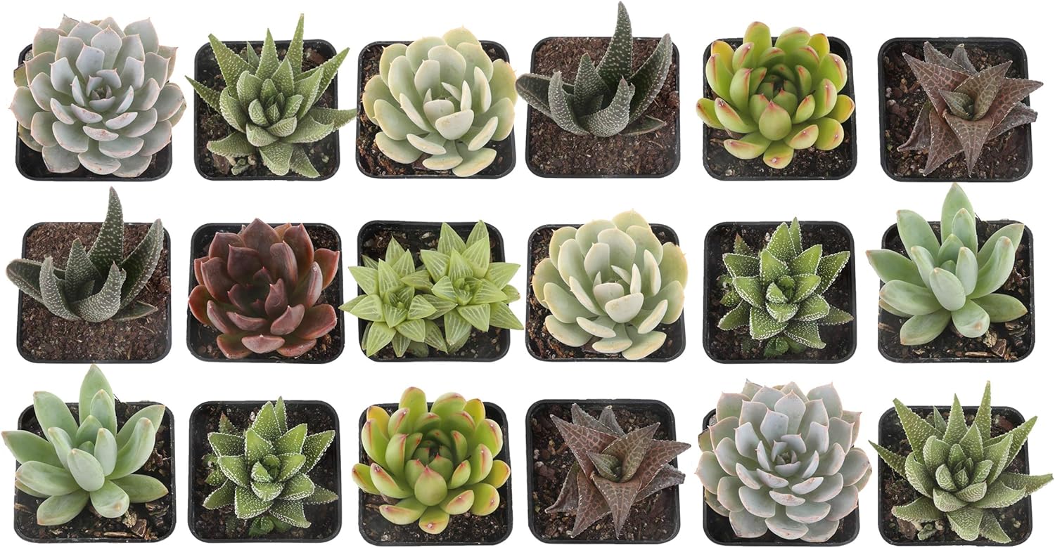 Costa Farms Haworthia Echeveria Assortment, Live Succulent Plants