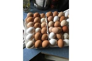 Mitrowski House Farm 12+ Fertile Hatching Eggs Barnyard Mix-**Be Sure to Select More Buying Options as Seller if You Want The Breeds Listed!!**