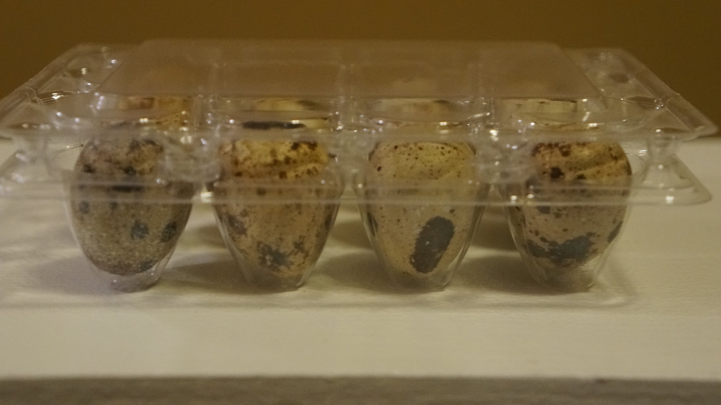 12 Large Fertile Hatching Coturnix Quail Eggs Buy Online in UAE