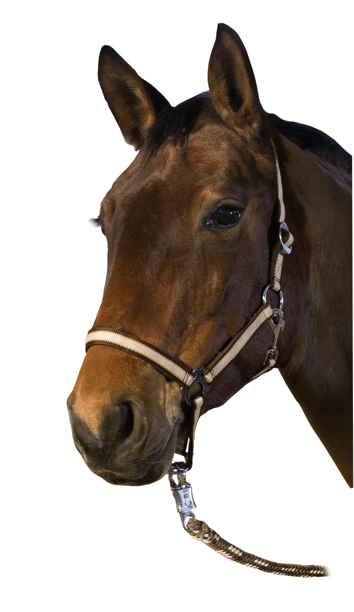 USG Halter with Silver Fittings, Pony, Beige/ Orange/ Brown