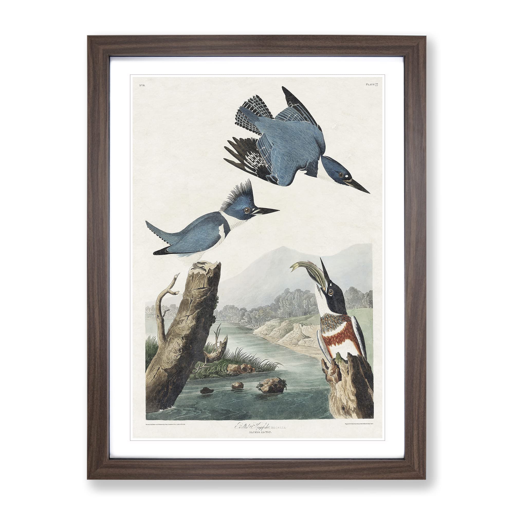 Belted Kingfishers By John James Audubon Vintage Framed Wall Art Print, Ready to Hang Picture for Living Room Bedroom Home Office Décor, Walnut A4 (34 x 25 cm)