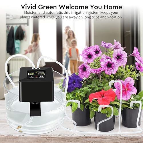 indoor fruit plants Buy Avocado Fruit Tree Cold Hardy
