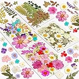 Dried Flowers, Resiners 100Pcs Pressed Flowers for