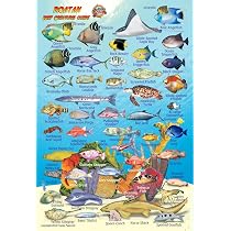 Roatan Bay Islands Honduras Reef Creatures Guide Franko Maps ...