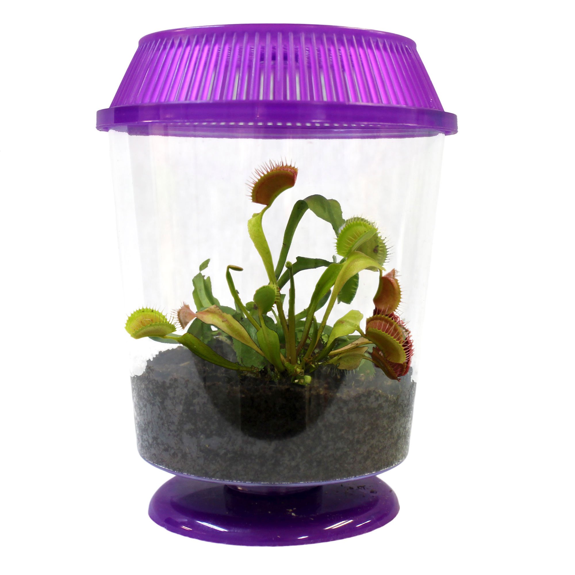 9GreenBox Venus Fly Trap w/ Gift Box Packing Large 3
