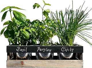 Viridescent Kräutergarten Kit, Holz, ideal für Fensterbank. Das Perfekte Geschenk, Hochwertig. Kaufen sie es heute im Schlussverkauf!