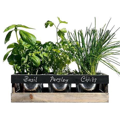 Viridescent Indoor Herb Garden Kit Kitchen Wooden Windowsill