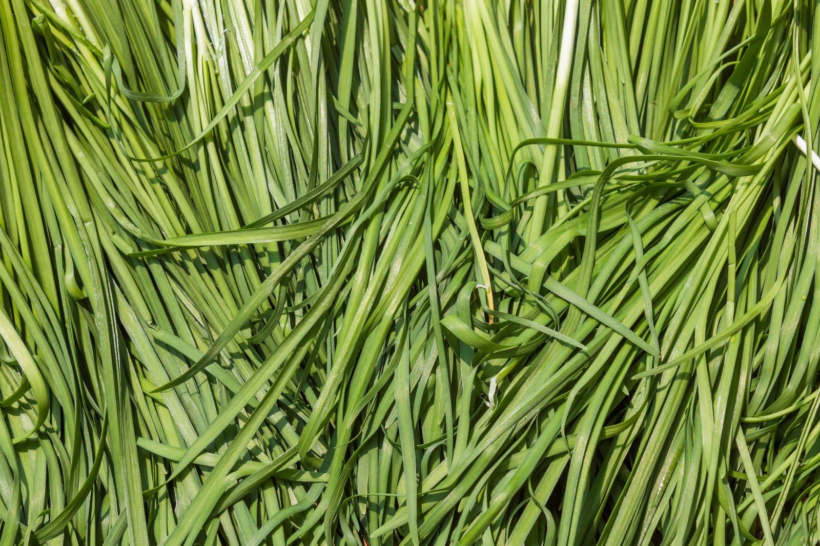 778mg Organic Garlic Chive Seeds ~ Asian Garden Vegetable ~ Chinese Leek Jiaozi
