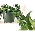 6" Hoya Compacta aka Hoya Hindu Rope in Hanging Pot Live Hoya Plant Air-Purifying Plant(Hoya Compacta, 6" Hanging Pot with Multiple Plants)