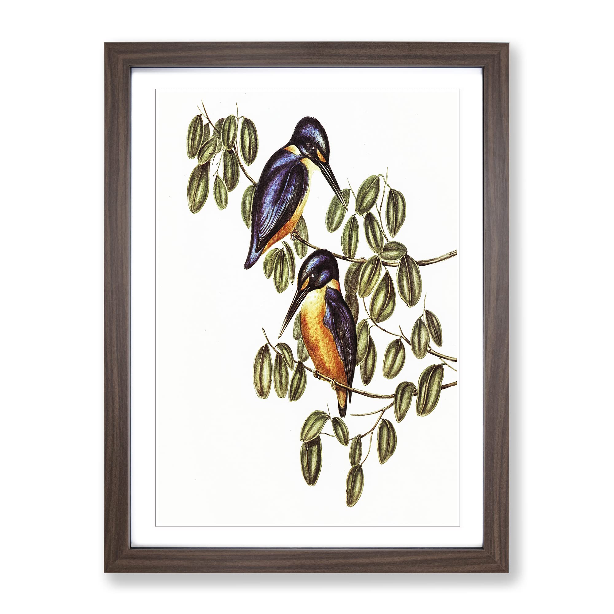 Azure Kingfishers By Elizabeth Gould Vintage Framed Wall Art Print, Ready to Hang Picture for Living Room Bedroom Home Office Décor, Walnut A4 (34 x 25 cm)