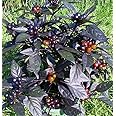 Black Pearl Hot Pepper Plant - Ornamental/Edible - Hottest Pearl Pepper-2.5" Pot
