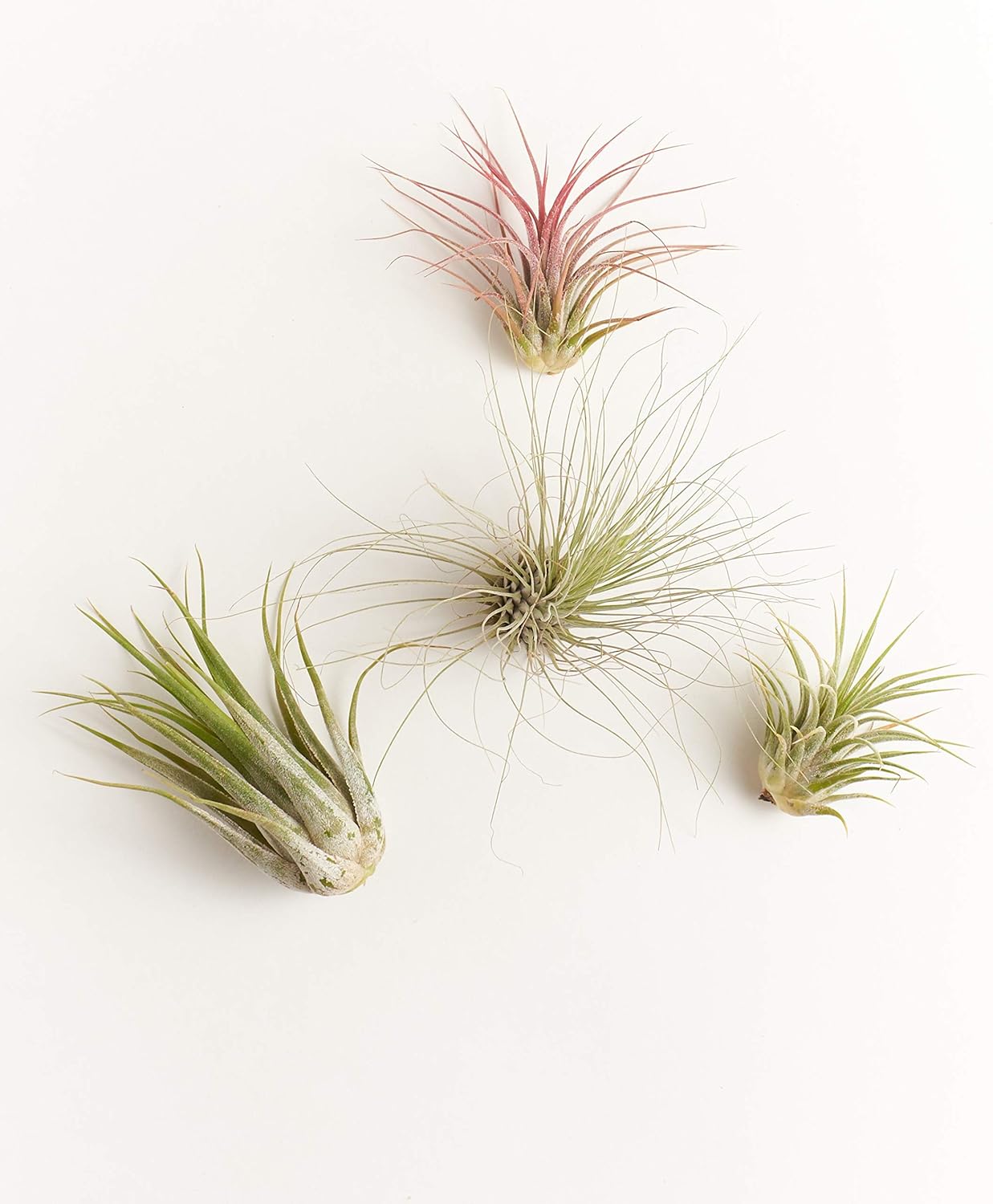 Shop Succulents Assorted Collection of Live Air Plants