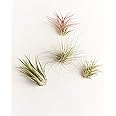 Shop Succulents | Assorted Collection | Variety of Species, Tropical House Plant for Home Décor, DIY Terrariums, 4-Pack