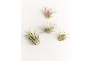 Shop Succulents | Assorted Collection of Live Air Plants, Hand Selected Variety Pack of Air Succulents | Collection of 4