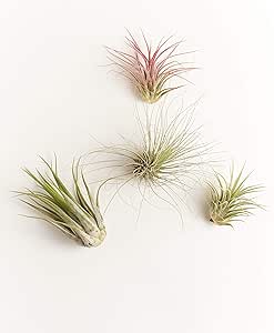 Shop Succulents | Assorted Collection | Variety of Species, Tropical House Plant for Home Décor, DIY Terrariums, 4-Pack