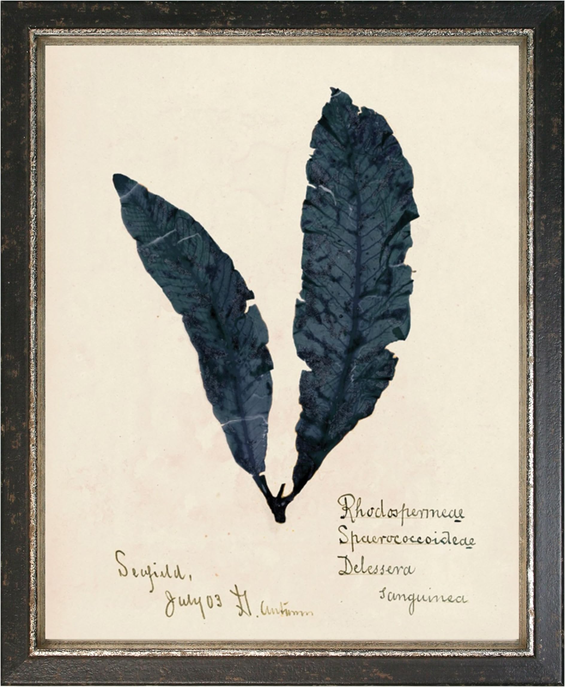 Maxxi Designs No.2 Capistrano Seaweed Framed Artwork Saudi Blue in an Antique Frame with Italian Patina, 11" x 14", Black