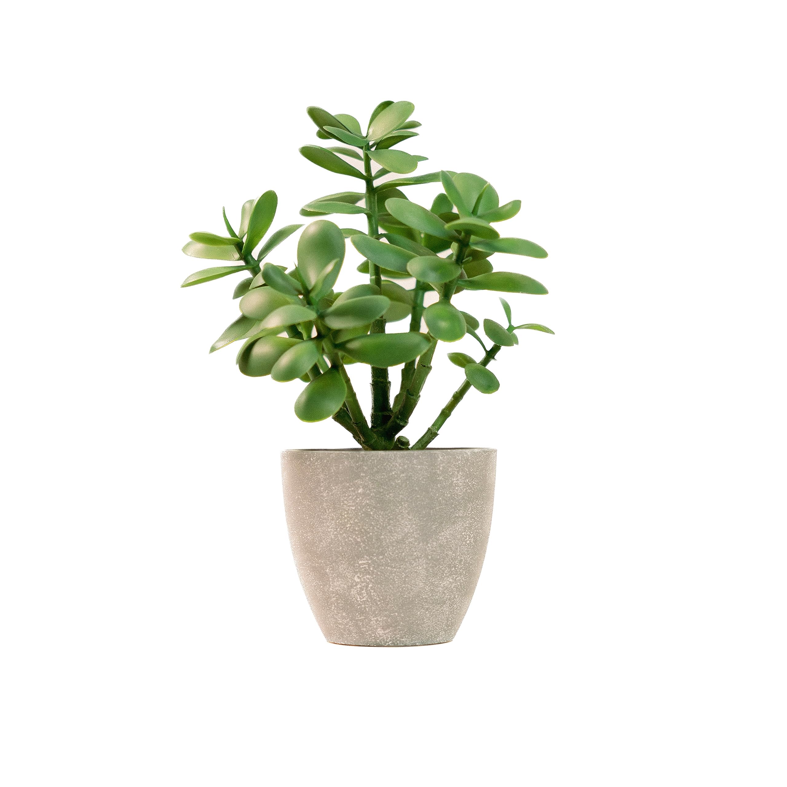 Photo 1 of 365 Blooming Decor Artificial Potted Jade Plant 12 inch, Luxury Faux Succulent Plant for Home Decor, Office Decor, Money Tree, Faux Plants Indoor Crassula ovata