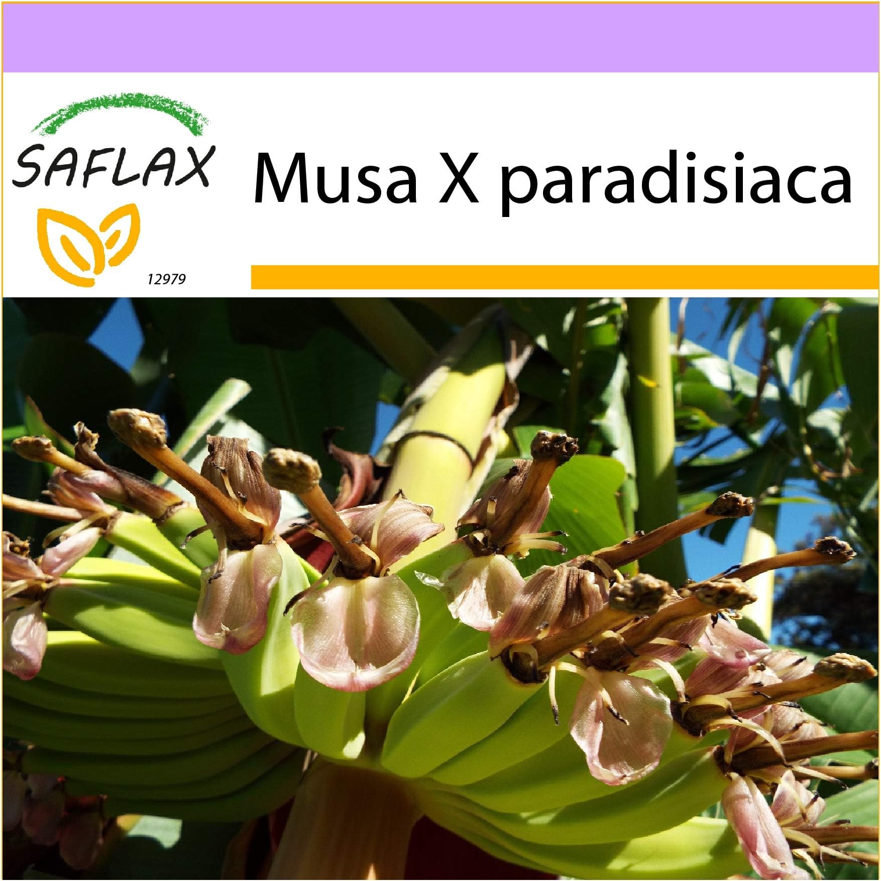 SAFLAX - Common Banana - 10 Seeds - Musa X paradisiaca
