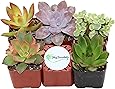 Shop Succulents Unique Succulent (Collection of 5)