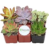 Shop Succulents Unique Succulent (Collection of 5)