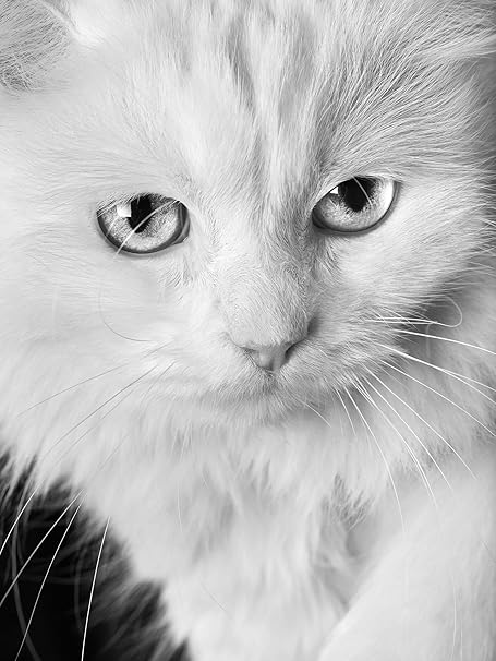 Bilderdepot24 Papier Peint Intissé Chat Blanc Avec Deux