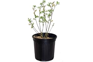 GREEN PROMISE FARMS American Beauties Native Plants - Salix Discolor (Pussy Willow) Shrub, #2 - Size Container