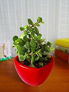 Rolling Nature Good Luck Jade Plant in Red Heart Ceramic Pot