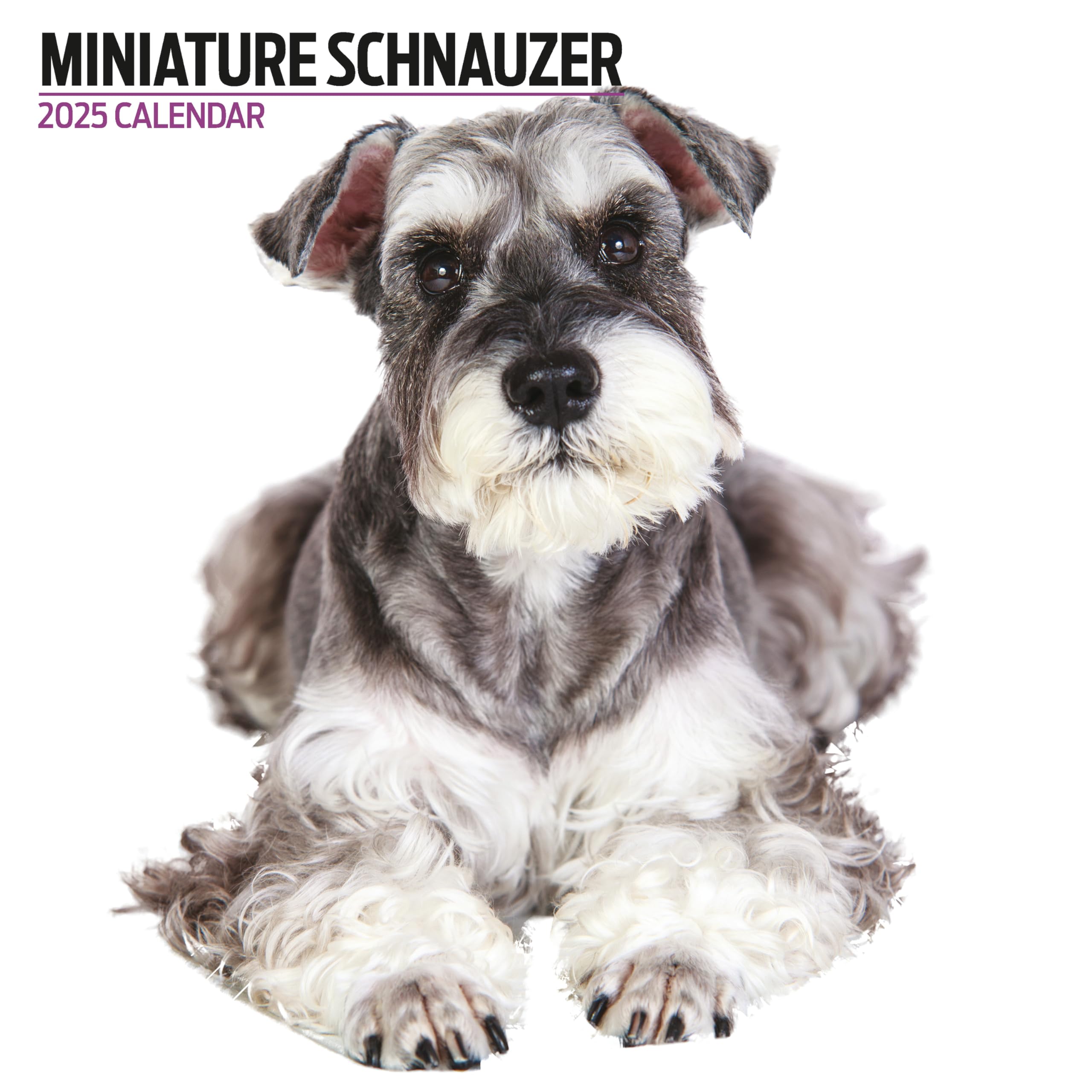 Miniature Schnauzer 2025 Modern Calendar