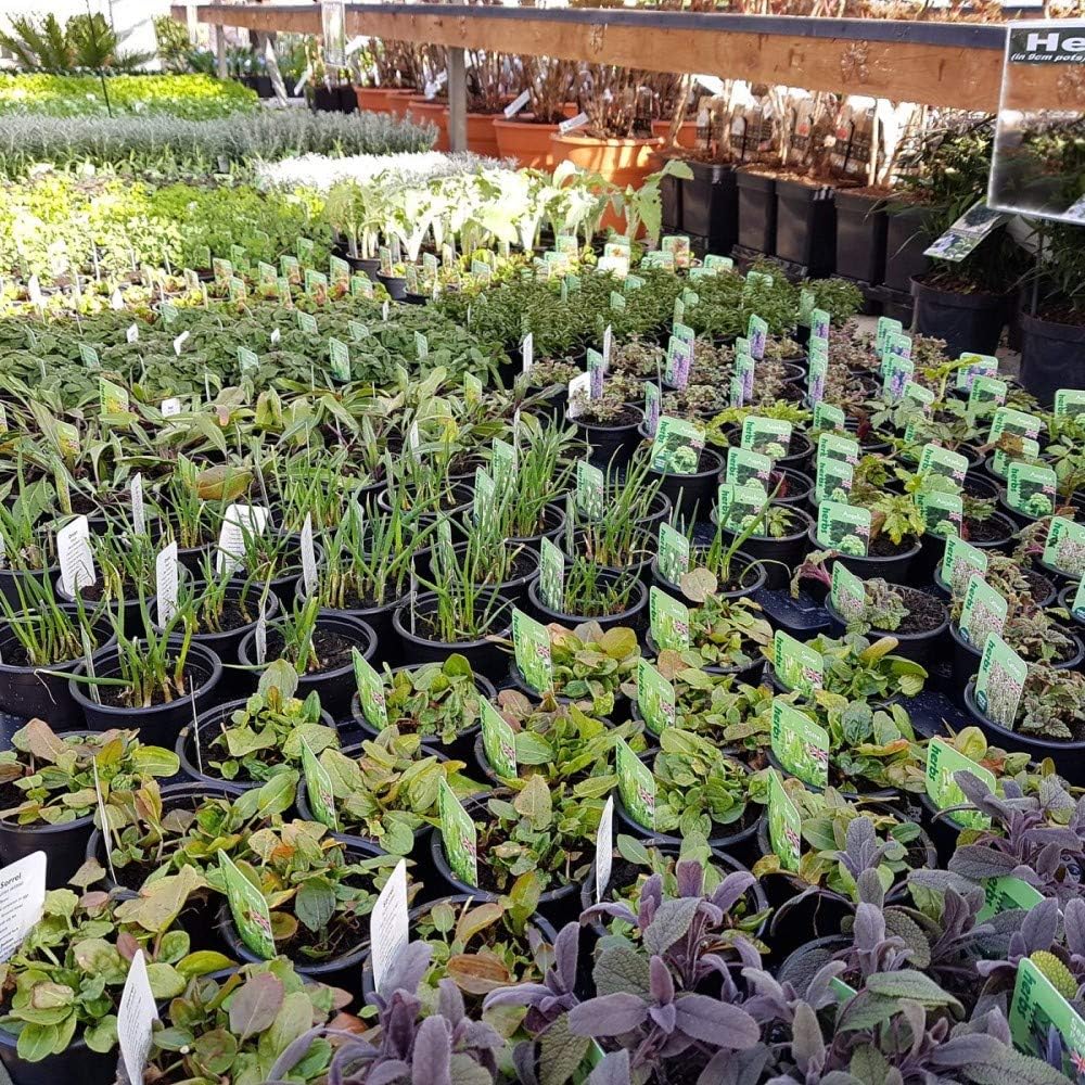 12 x Mixed Herbs - 9cm Potted Plants