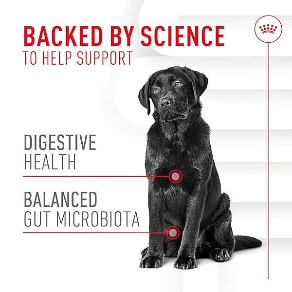ROYAL CANIN DIGESTIVE DOG SUPPLEMENT SOFT CHEWS FOR ADULT DOGS, 60 COUNT